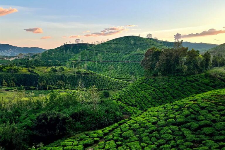 Exploring the Beauty of Ooty
